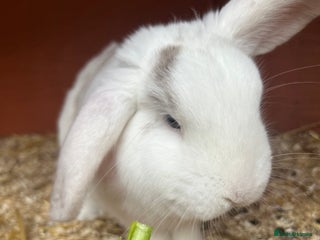 Mixed Breed rabbits Rehoming male rabbit - Advert 1