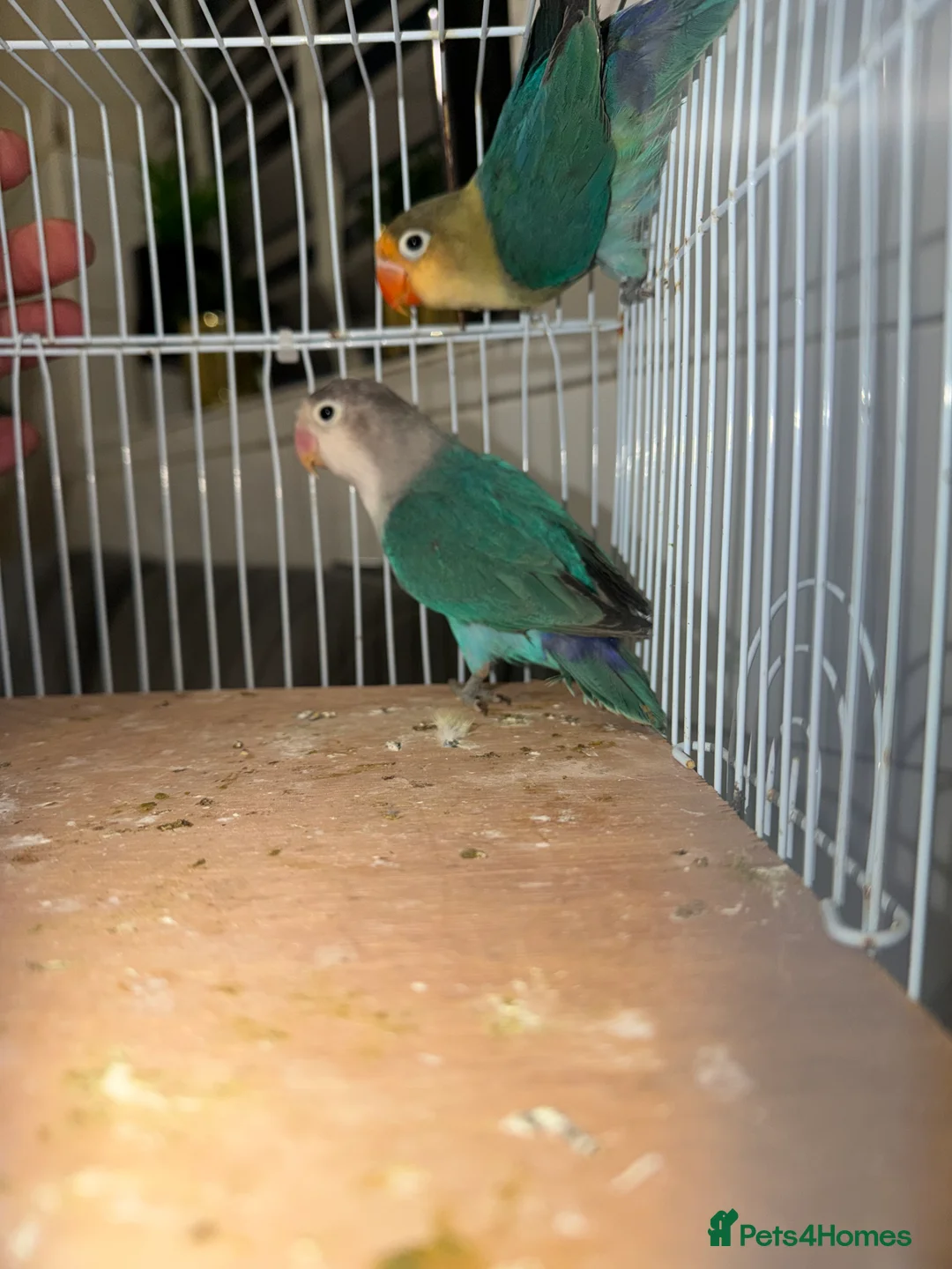 Lovebirds birds for sale: Young pair of lovebird - Advert 5