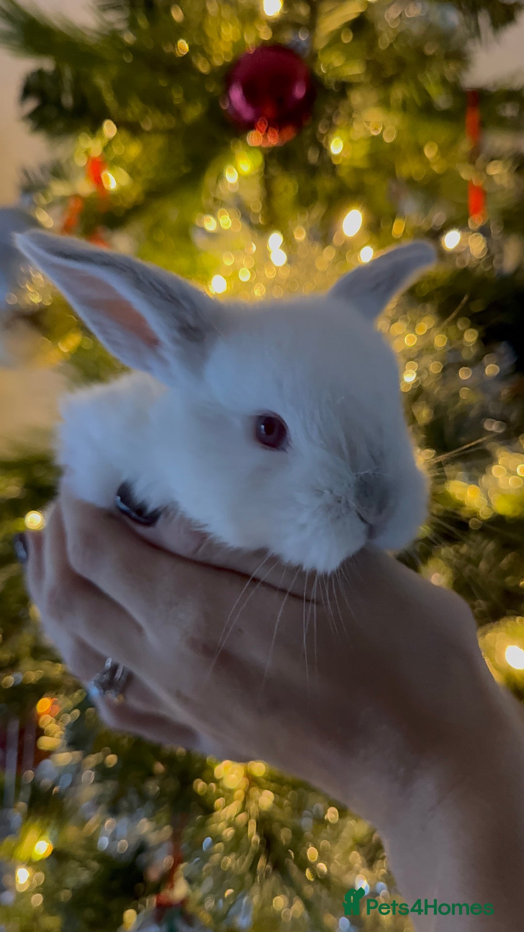 Mini Lop rabbits for sale: Mini French Lop Bunnies - Advert 8