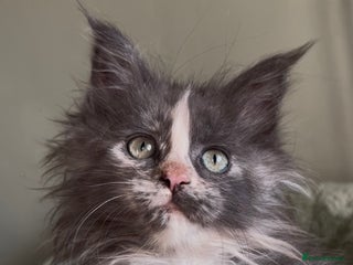 Maine Coon cats Maine coon girl READY NOW ❤️ blue tortie ❤️ - Advert 3
