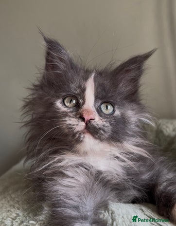 Maine Coon cats Maine coon girl READY NOW ❤️ blue tortie ❤️ - Advert 1