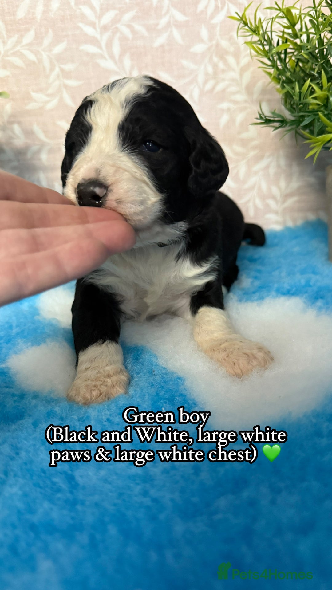 Bernedoodle dogs for sale: 🩷 Chunky Bernedoodles with TRI🩷 - Advert 23