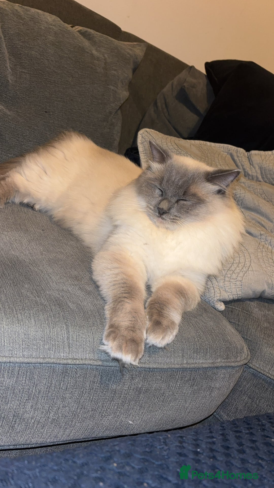 Ragdoll cats for stud: Koda- - Image 3