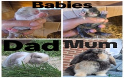 Mini Lop rabbits for sale: Beautiful minilops available  - Image 6