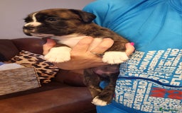 Boxer dogs for sale: 🌟🩷COI 0.5% KC REG BOBTAIL GIRL🩷🌟 - Image 27