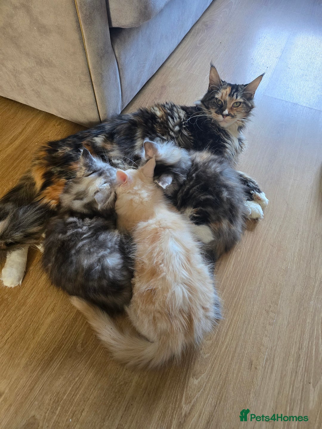 Maine Coon cats for sale: Gorgeous XL Maine Coon Male - last remaining - Image 6