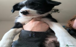 Border Collie dogs for sale: Border Collie Puppies - Image 15