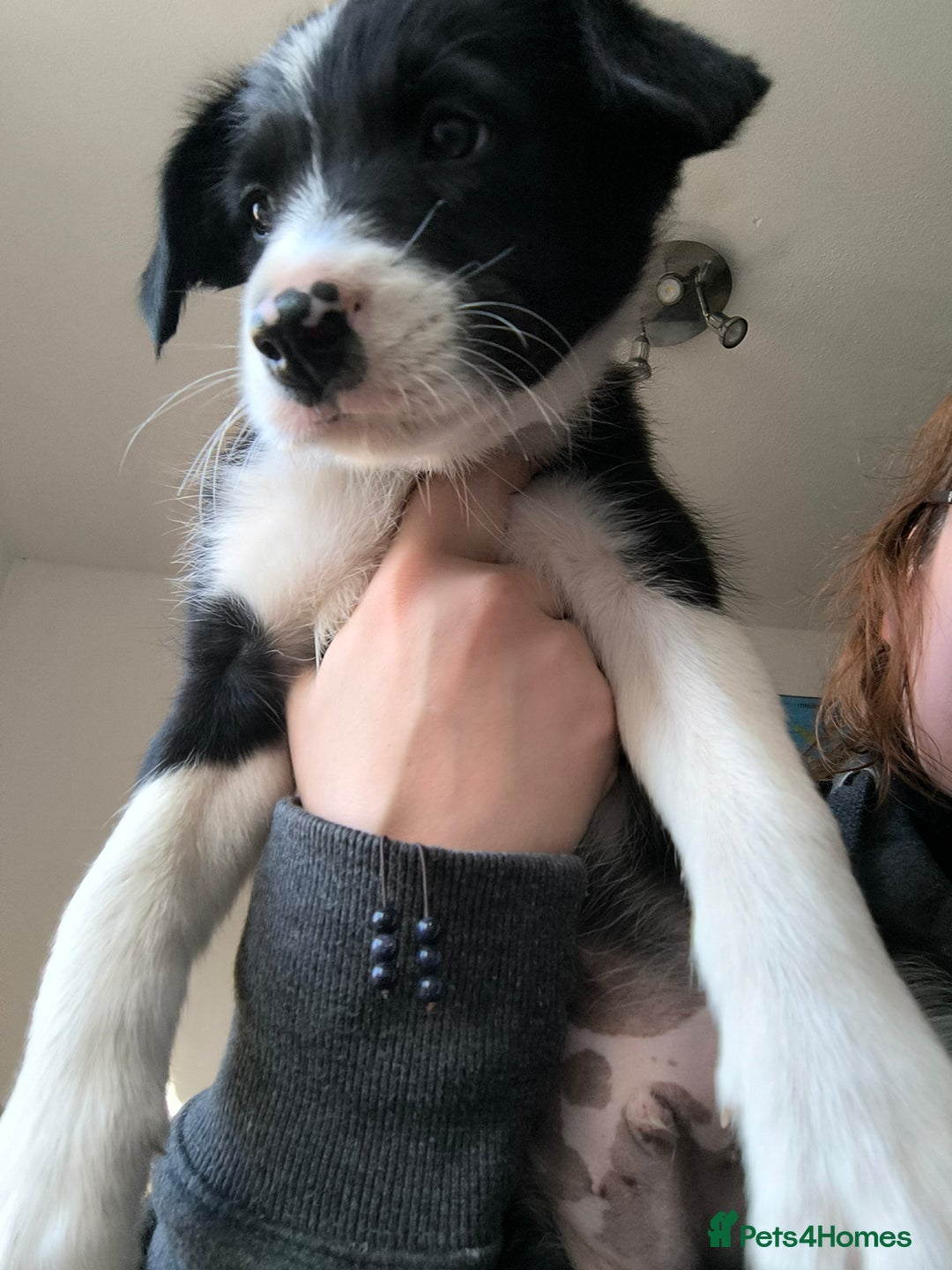 Border Collie dogs for sale: Border Collie Puppies - Image 15