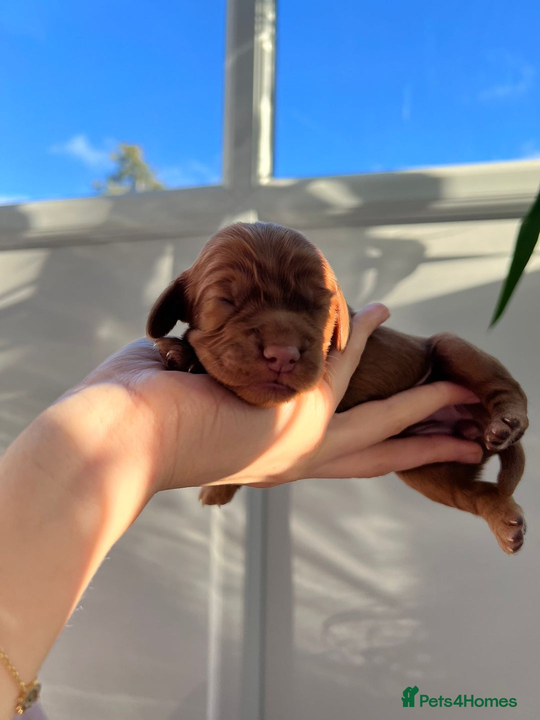 Cocker Spaniel dogs for sale: Show Type Cocker Spaniels. - Advert 10