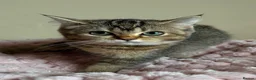 British Shorthair cats for sale: Beautiful Golden British Shorthair Kittens  - Advert 9