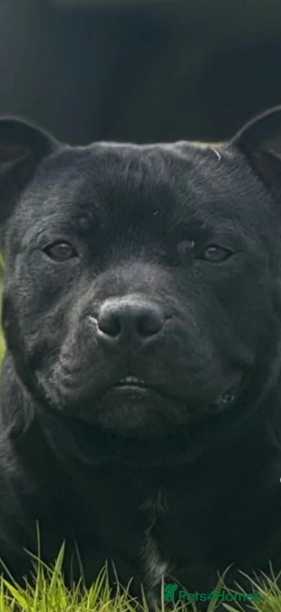 Staffordshire Bull Terrier dogs for sale: Beautiful Kass - Advert 2