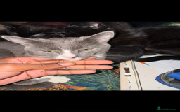 British Shorthair cats for sale: Three adorable kittens for sale £50 - Image 4