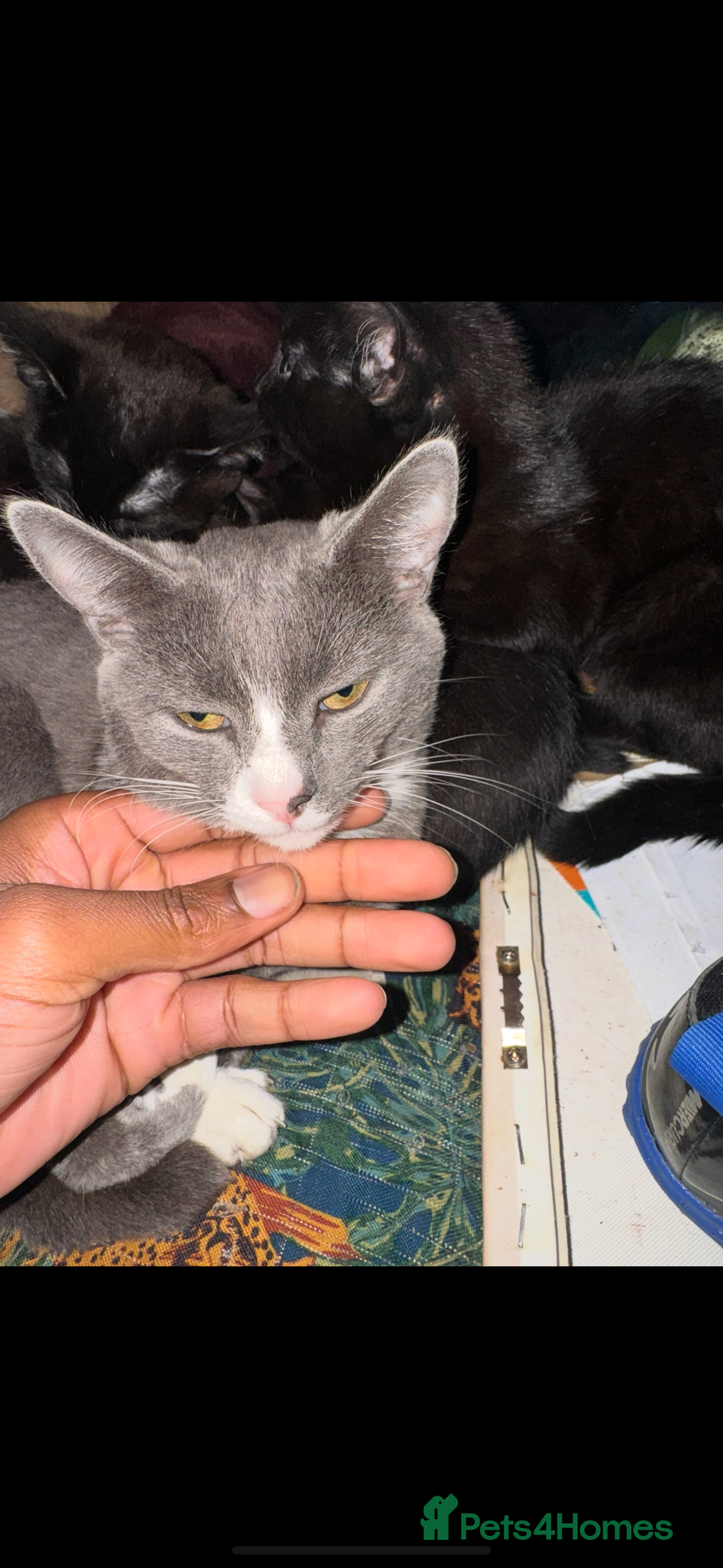 British Shorthair cats for sale: Three adorable kittens for sale £50 - Image 4