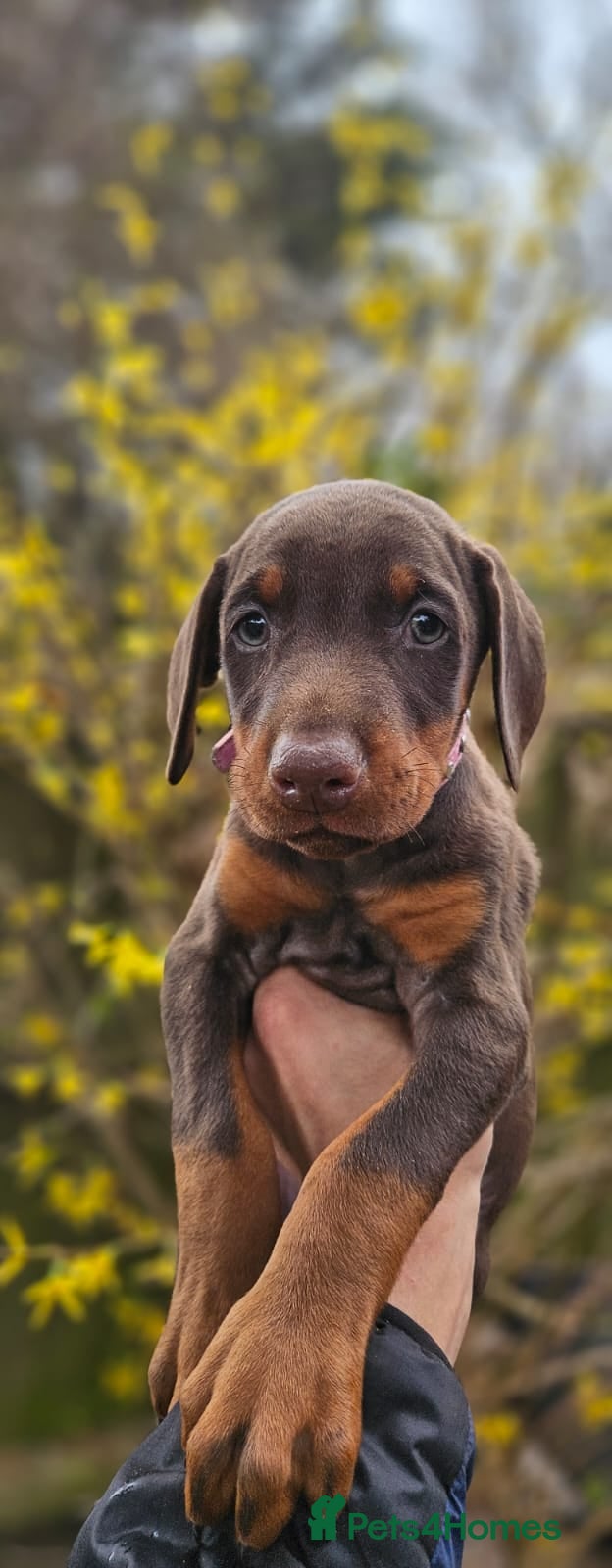 Dobermann dogs 🔥Ready Soon Top Quality KC Registered 🏆 - Advert 4