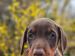 Dobermann dogs 🔥Ready Soon Top Quality KC Registered 🏆 - Advert 4