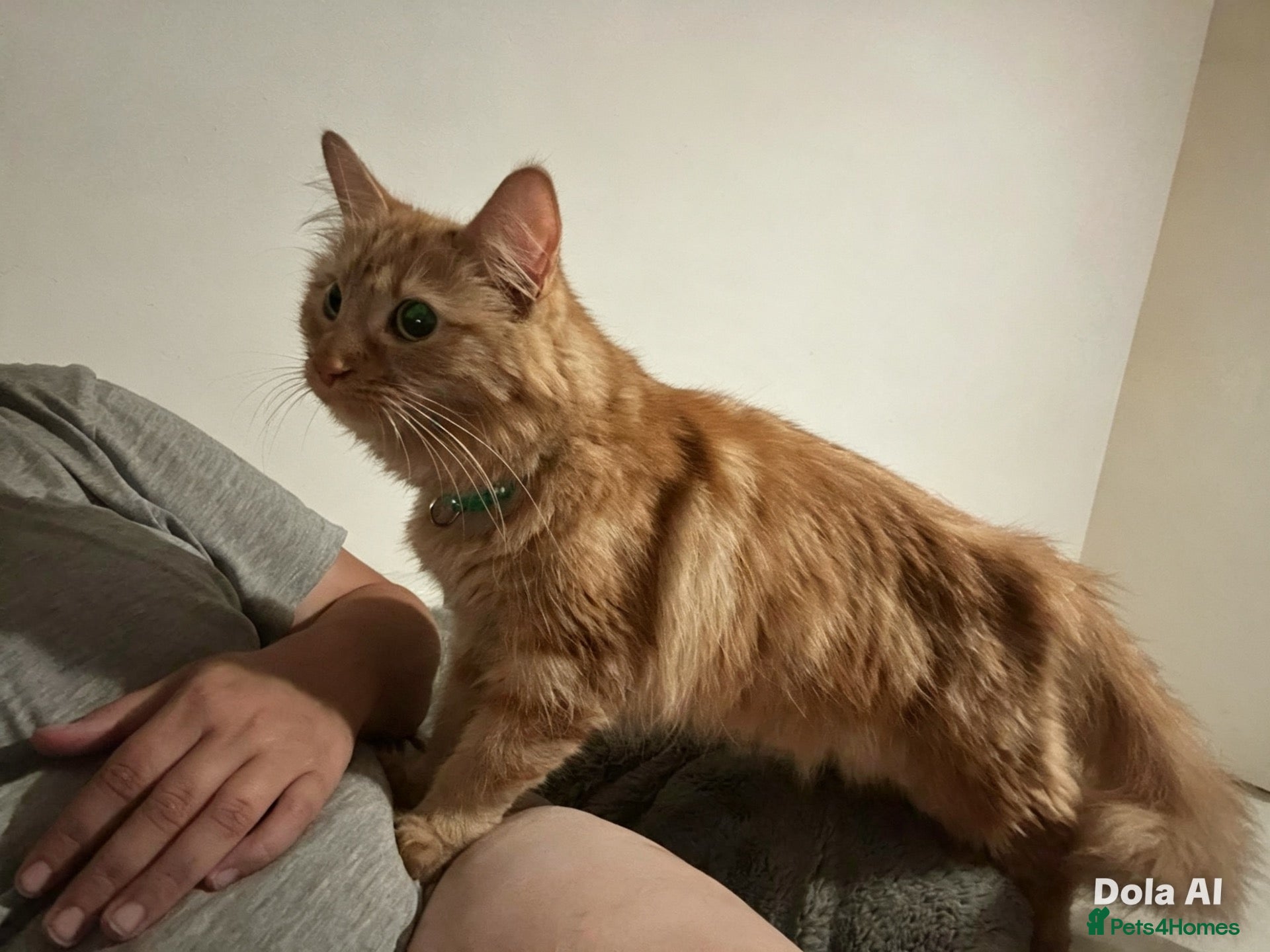 Mixed Breed cats Ginger long hair - Advert 5