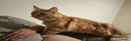 Mixed Breed cats for sale: Ginger long hair in Wisbech - Advert 1