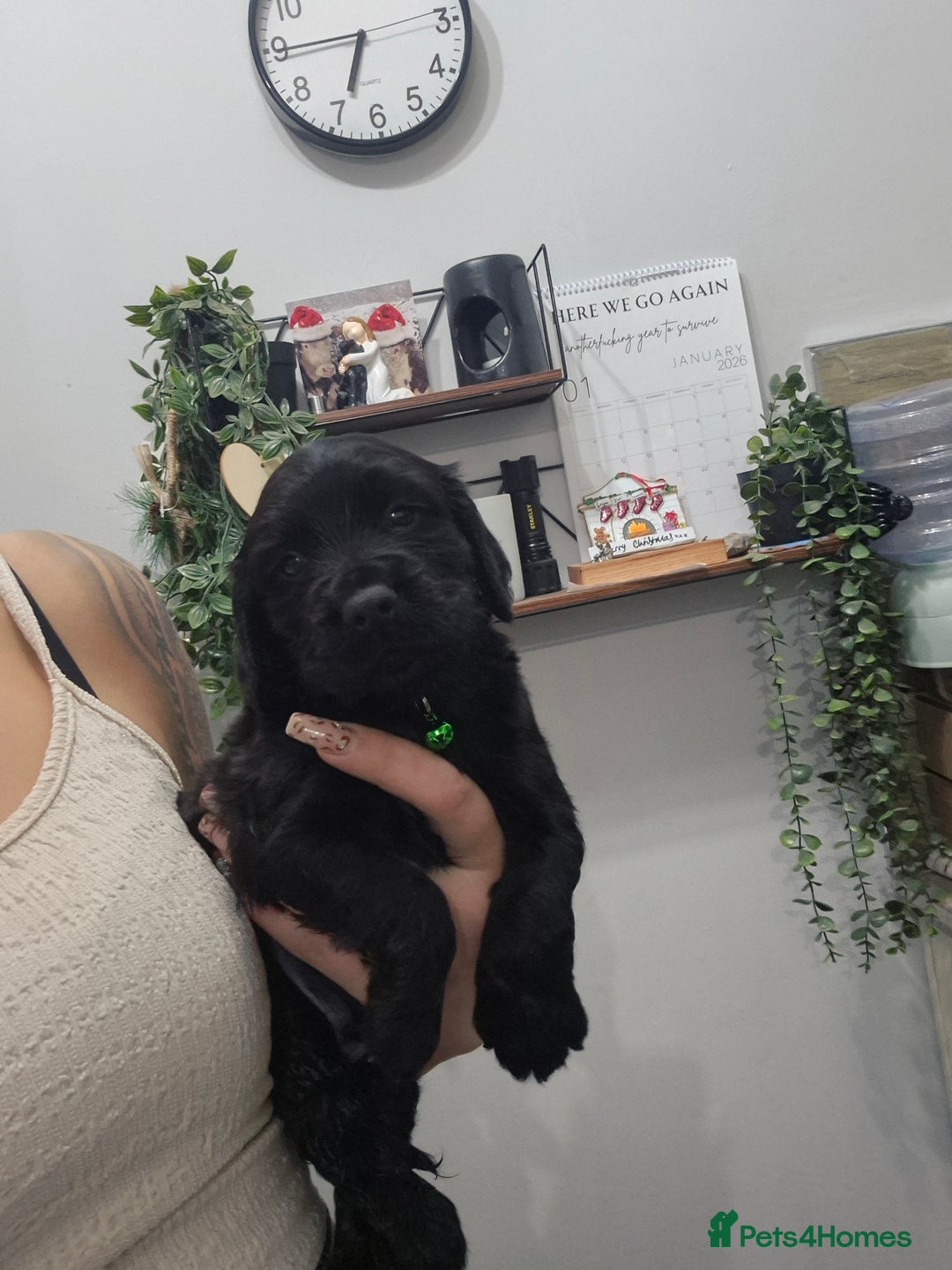 Cocker Spaniel dogs for sale: Working cocker pups - Advert 9