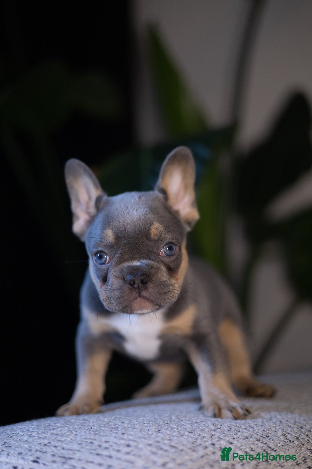 French Bulldog dogs for sale: Beautiful French bulldog puppies!  - Image 2