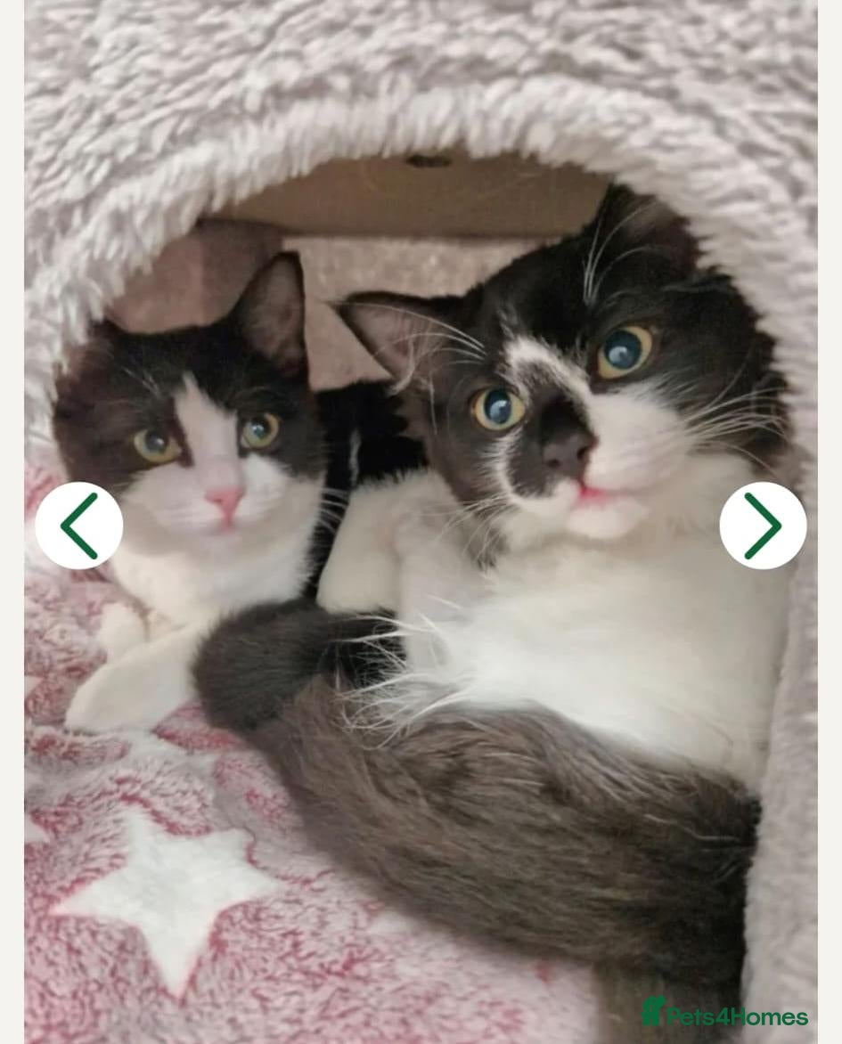 Mixed Breed cats for sale: 2 sister cats - half ragdoll - Advert 11