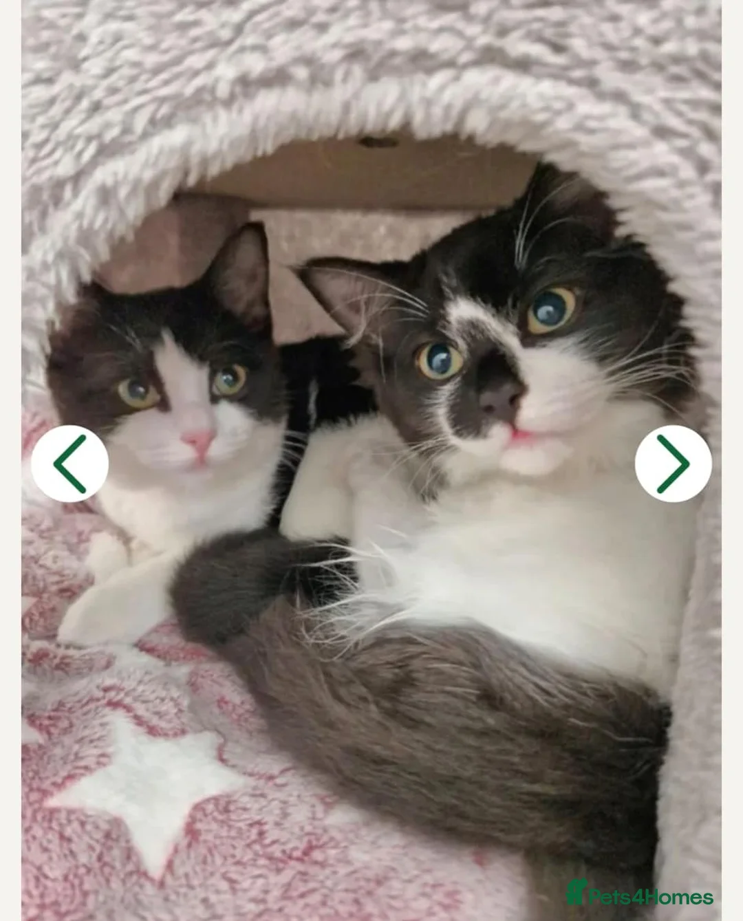 Mixed Breed cats for sale: 2 sister cats - half ragdoll - Advert 1