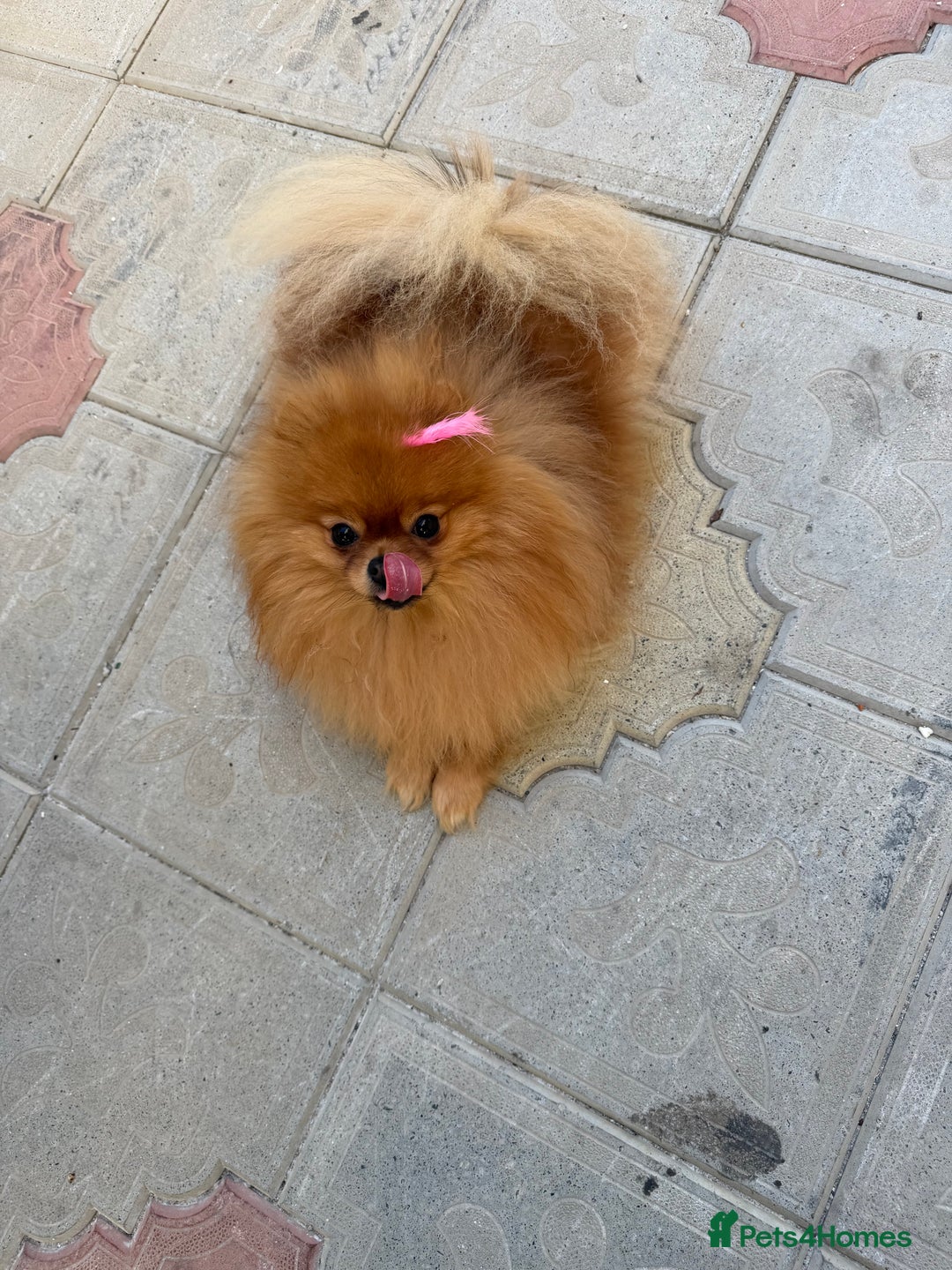 Pomeranian dogs for sale:  **  Russian blood lines sable Pom for sale 😍 - Advert 3