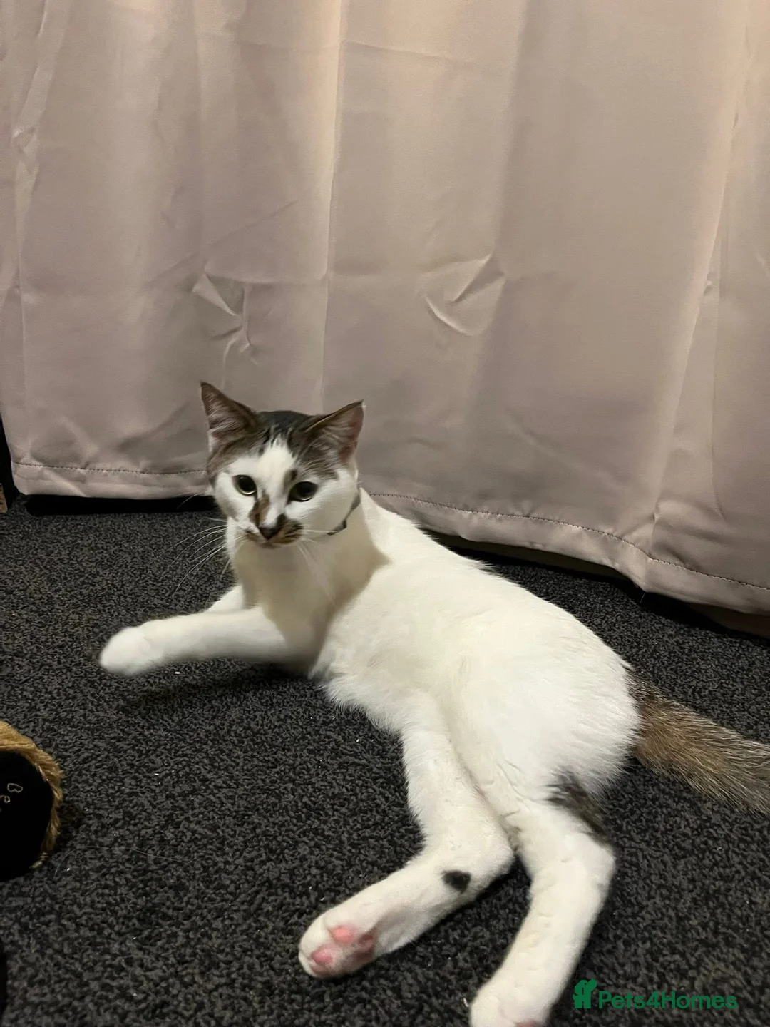 Mixed Breed cats for sale: Reggie in Doncaster - Advert 5