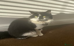 Mixed Breed cats for sale: Two cats for sale. - Image 13