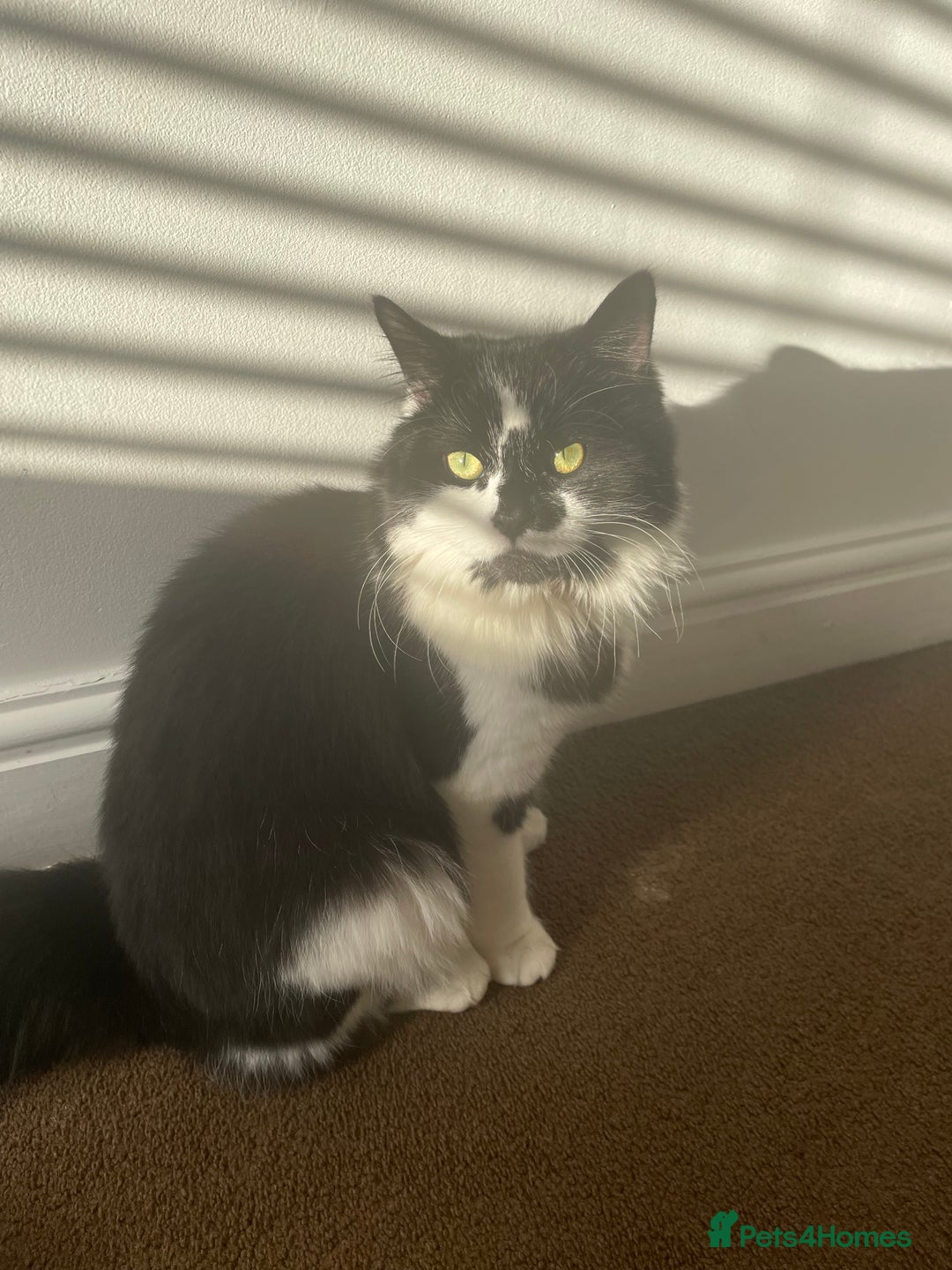Mixed Breed cats for sale: Two cats for sale. - Image 13