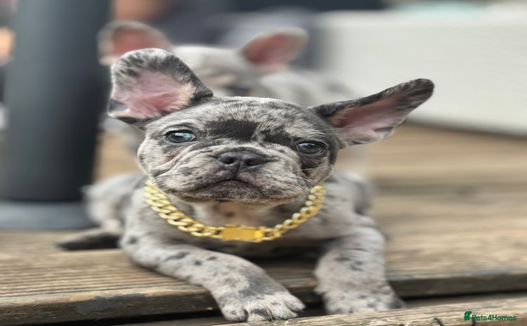 French Bulldog dogs - Advert 2