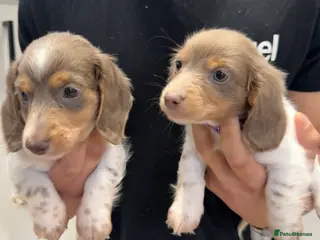 Miniature Dachshund dogs Just Two Left Now - Longhaired Minnies - Advert 2