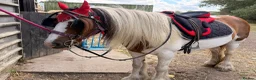 Irish Cob horses for sale: Beautiful cherry  - Advert 7
