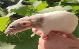 Rat rodents for sale: Agouti , cinnamon, blue and hooded Dumbo rats  - Image 17