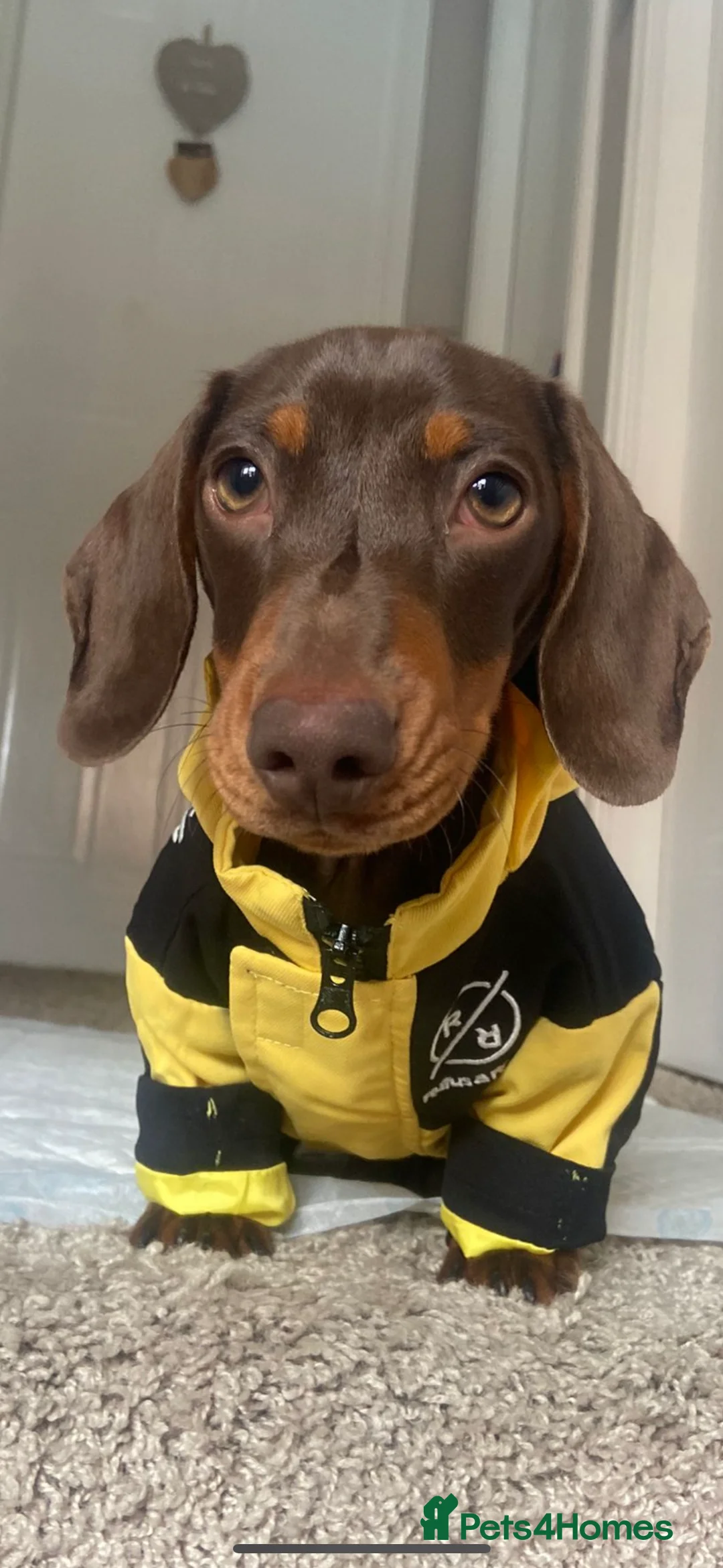 Miniature Dachshund dogs for sale: BEAUTIFUL PRA CLEAR & KC REG MINIS - Advert 9