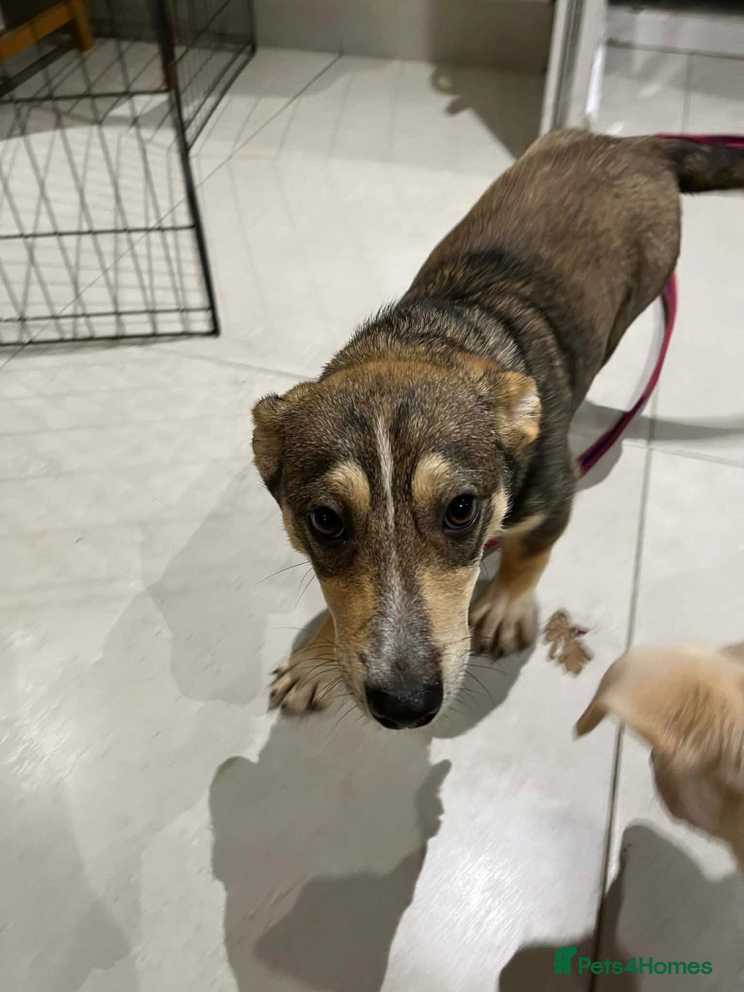 Mixed Breed dogs for adoption: Tallulah - North Walsham Norfolk  - Advert 7