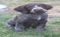 German Wirehaired Pointer dogs for sale: Gorgeous GWP bitch Puppy  - Image 3