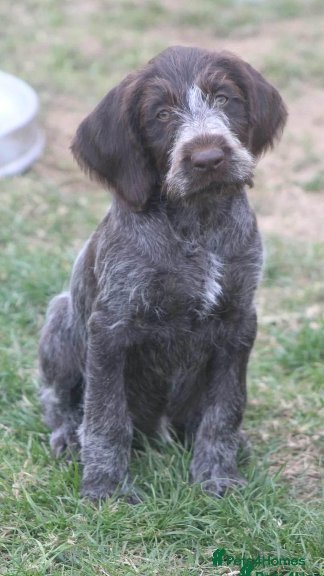 German Wirehaired Pointer dogs for sale: Gorgeous GWP bitch Puppy  - Image 3