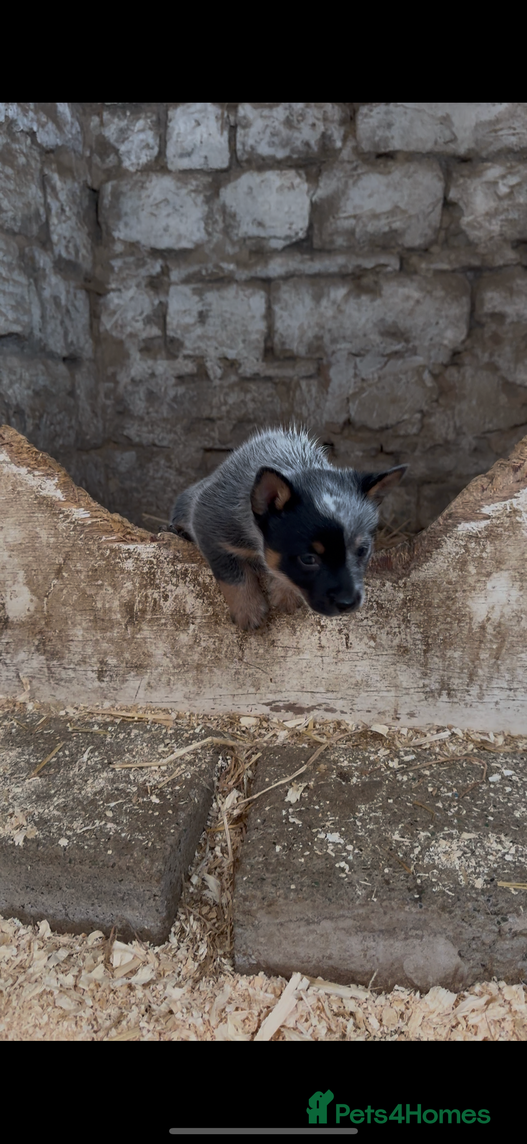 Australian Cattle Dog dogs for sale: Australian cattle dog puppies Blue Heelers  - Image 6
