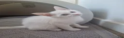 Mixed Breed cats for sale: Stunning White Blue-Eyed Male Kitten  - Advert 6