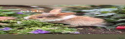Mini Lop rabbits for sale: baby rabbits  in Worksop - Advert 11