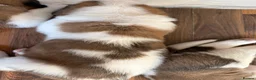 Saint Bernard dogs for sale: Exceptional St Bernard Puppies - Advert 21