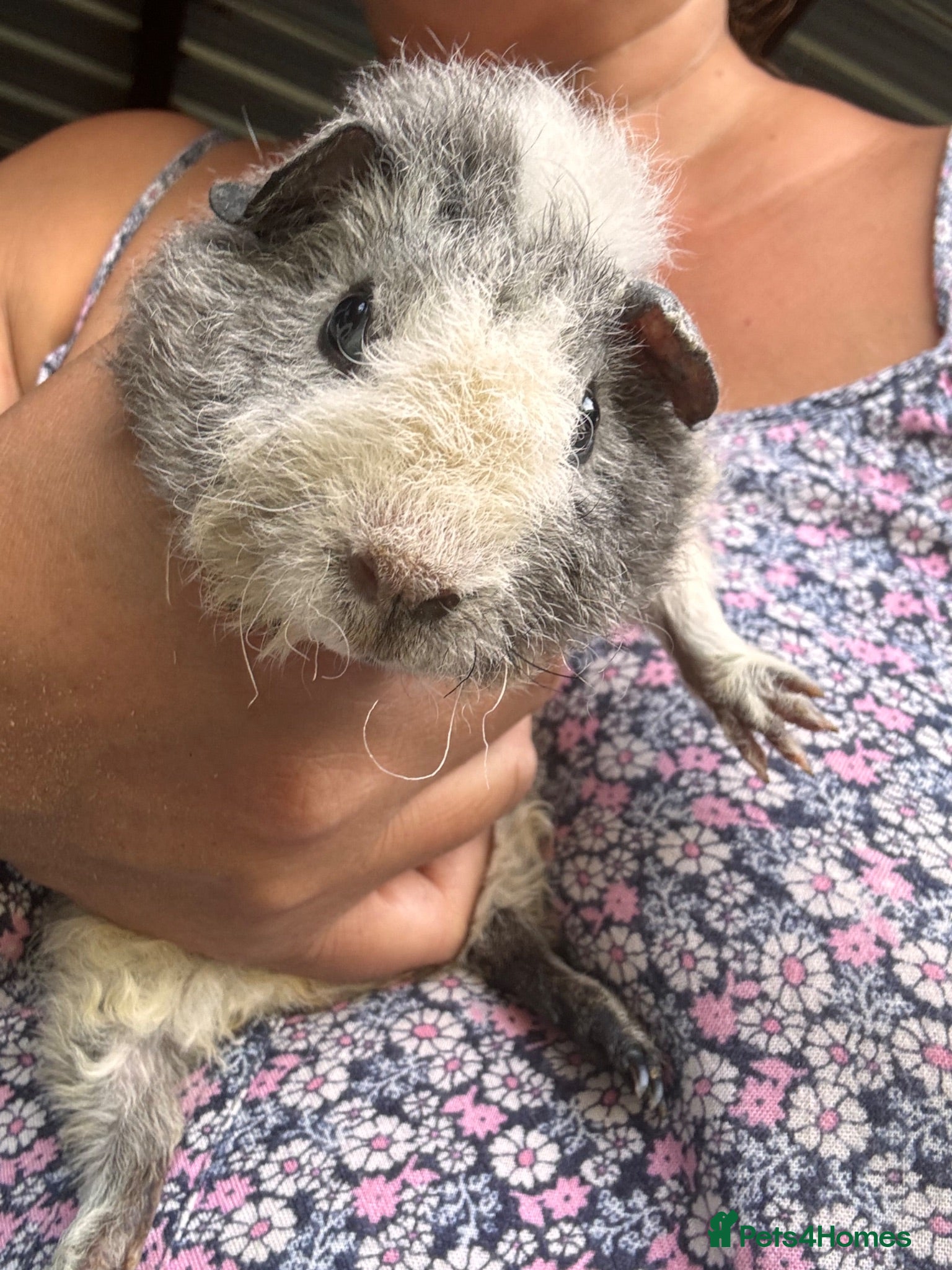 Guinea Pig rodents Guinea Pigs Mixed short hair long hair teddy  - Advert 2