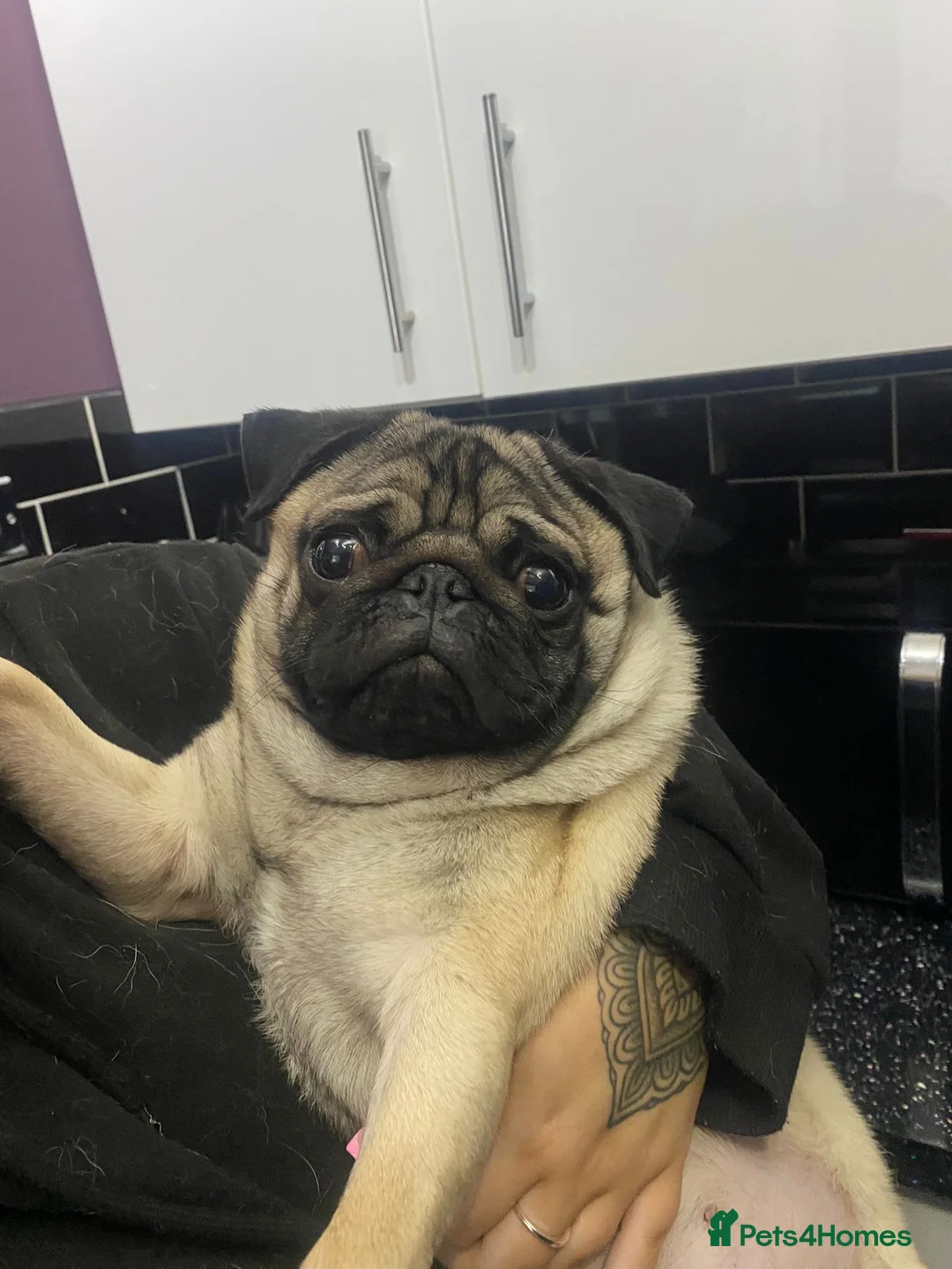 Pug dogs for stud: Kc reg stud pug in Waltham Cross - Advert 4