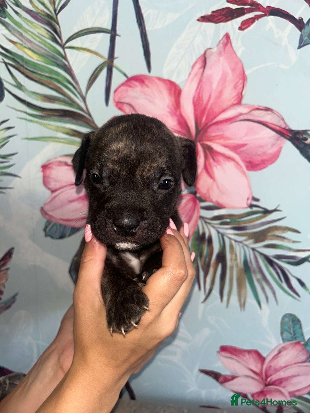 Mixed Breed dogs for sale: Mastiff x staff puppies  - Image 10