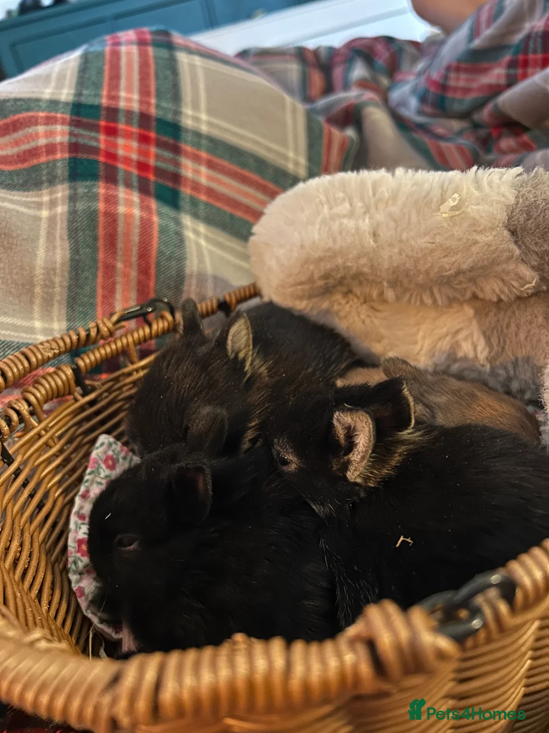 Netherland Dwarf rabbits for sale: 4 female purebred Netherland Dwarf Rabbits  - Advert 3