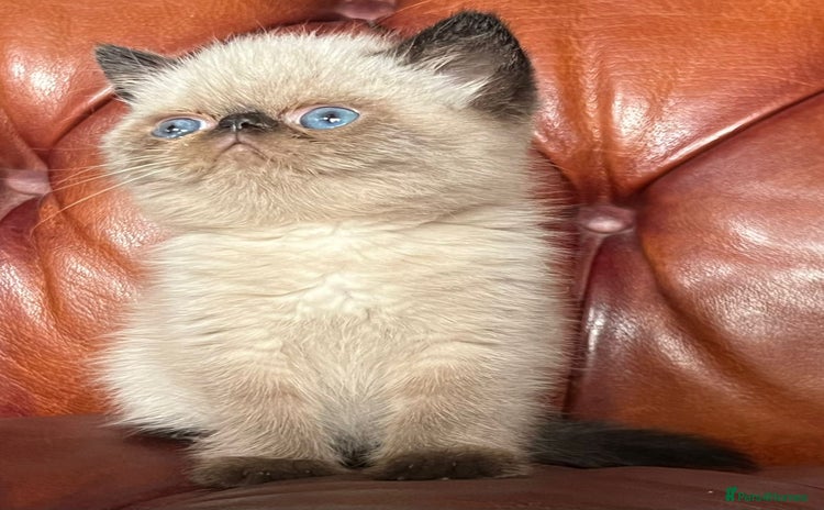 Exotic cats - Advert 10
