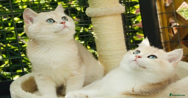 British Shorthair cats - Advert 12