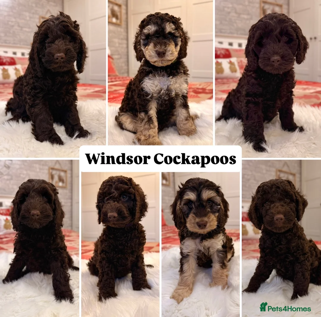 Cockapoo dogs for stud: 🧬F1b Chocolate Proven Cockapoo Stud Extensive DNA - Advert 9