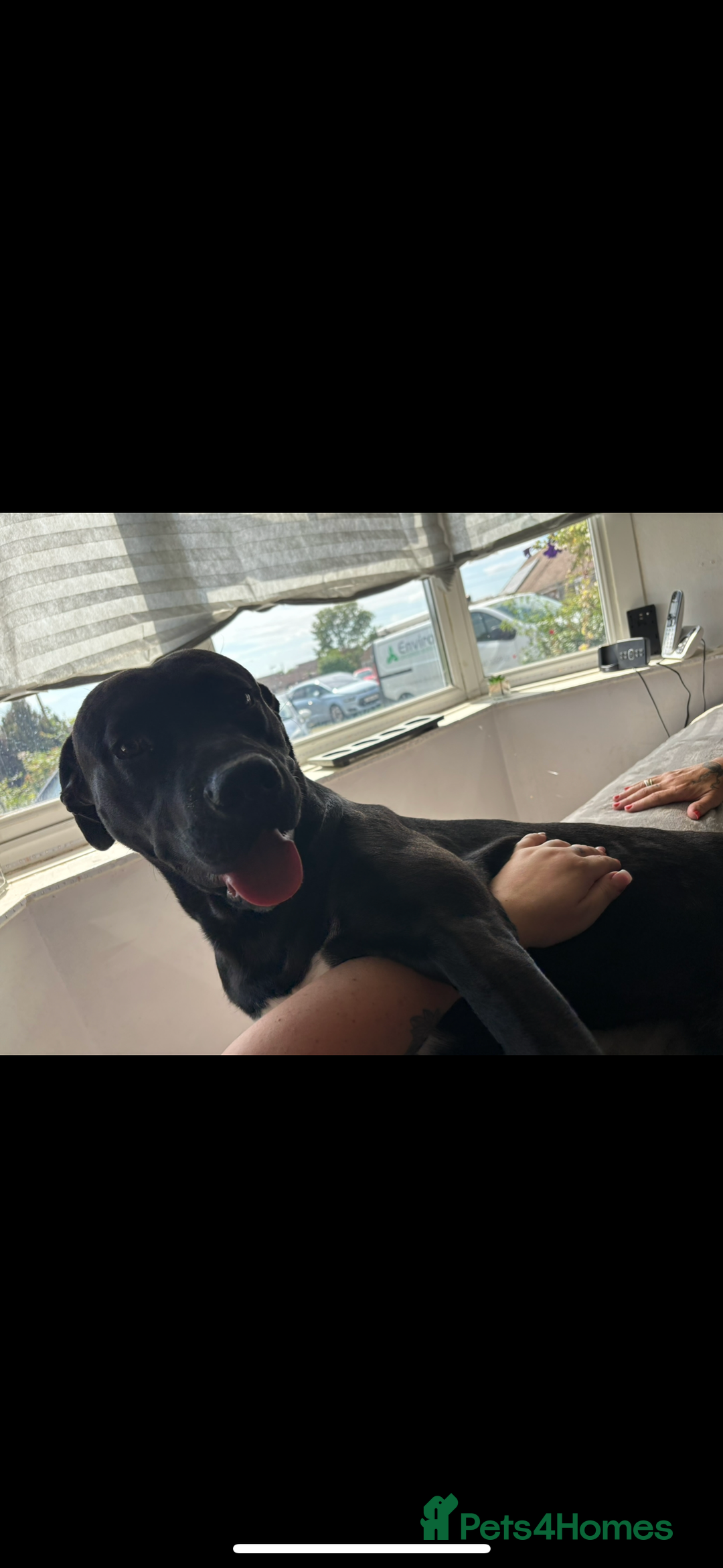 Mixed Breed dogs for sale: Beautiful rocco - Image 3