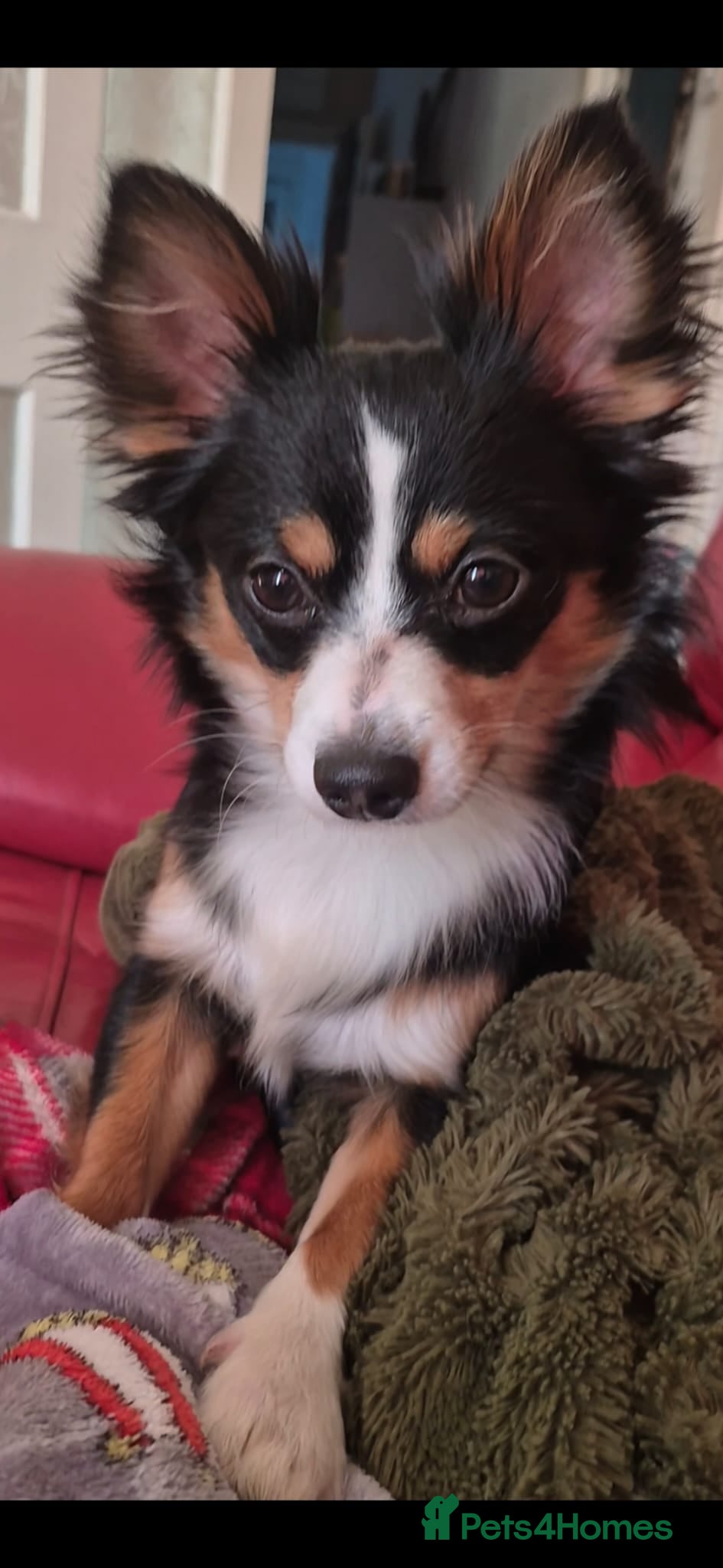 Jack Chi dogs Teddy the jackchi stud - Advert 1